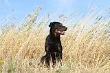 BEAUCERON - PUPPIES 037